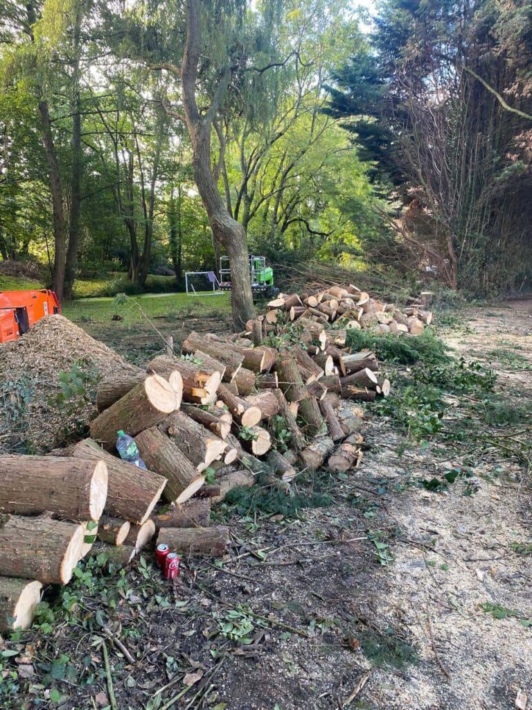 This is a photo of a wood area which is having multiple trees removed. The trees have been cut up into logs and are stacked in a row. Towcester Tree Surgeons